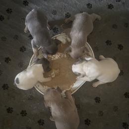 French Bulldog puppies from Blueridge Frenchies