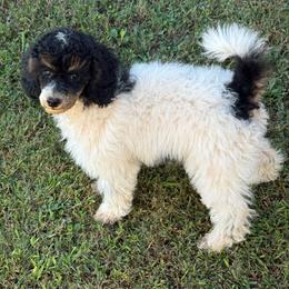Asher - Parti male Poodle puppy in Huntsville, Alabama from Flint River Poodles