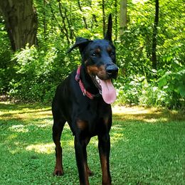Skade - Doberman Pinscher
