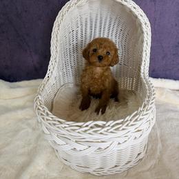 Lili(AKC) - Red  female Poodle puppy in Moreno Valley, California from Yanni's Poodle
