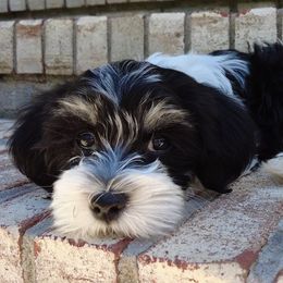 Boka - Havanese