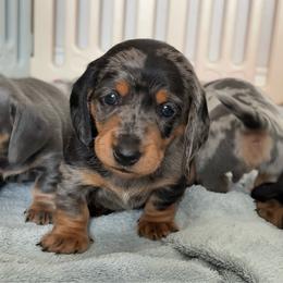 Pinto - Dapple male Dachshund puppy in San Diego, California from Dachshunters