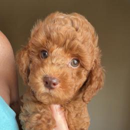 Clover - Red  male Goldendoodle puppy in Decatur, Texas from Scherrer Sweet Goldendoodles