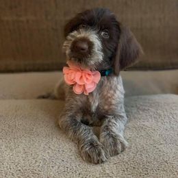 German Wirehaired Pointer Puppies from Afterhours German Wirehaired Pointers