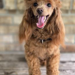 Cooper - Poodle