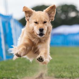 Golden Retriever puppies from Shadomoon