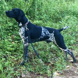Doc - German Shorthaired Pointer