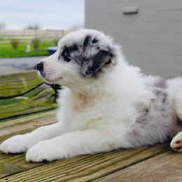 Australian Shepherd Puppies from Tru Blu Aussies