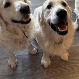 Golden Retriever puppies from Chastity's Golden Retrievers