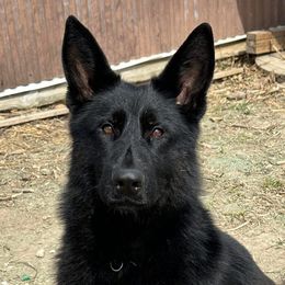Bane - German Shepherd