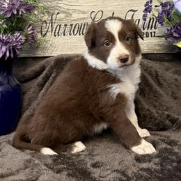 Daisy - White and red female Border Collie puppy in Moody, Texas from Narrow Gate Farm