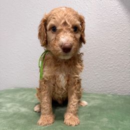 Nic - Cream male Goldendoodle puppy in Moreno Valley, California from Rainbow SoCal Doodles