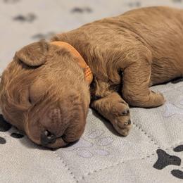 Orange collar - Cream male Goldendoodle puppy in Connecticut from Valley View Doodles