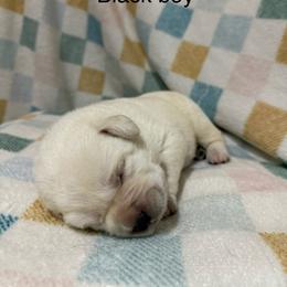 Black boy - Yellow male Labrador Retriever puppy in Corning, California from Raven's Labradors