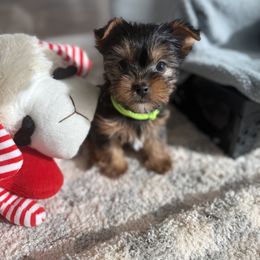 Biewer Terrier, Cavapoo, Cockapoo, Goldendoodle, Poodle, and Yorkshire Terrier Puppies from Pucci Pawfect