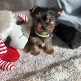 Biewer Terrier, Cavapoo, Cockapoo, Goldendoodle, Poodle, and Yorkshire Terrier Puppies from Pucci Pawfect