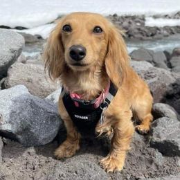 Molly - Dachshund