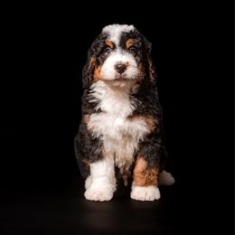 BENELLI - Tri-color male Bernedoodle puppy in Corpus Christi, Texas from The Henke Doodles