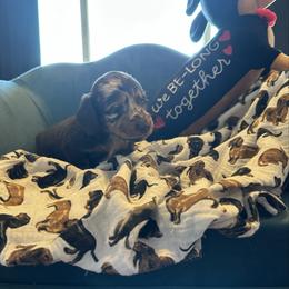 Apollo - Chocolate and tan male Dachshund puppy in Hudson, Michigan from Mittentail Kennel Miniature Dachshunds & Australian Shepherds