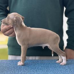 Boy 2 - Blue fawn male Italian Greyhound puppy in Sugar Valley, Georgia from Pinnacle Farm and Kennel
