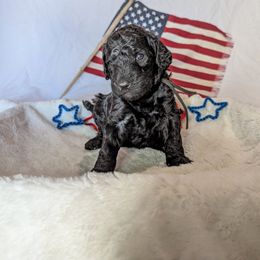 Poodle Puppies from Future Pioneers Farming