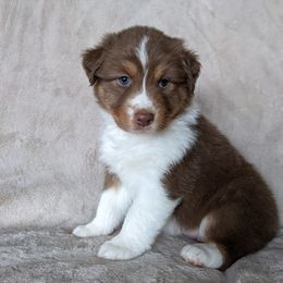 Australian Shepherd Puppies from Wray Aussies