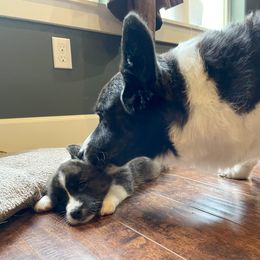 Cardigan Welsh Corgi Puppies from Kanicula Cardigan Welsh Corgis