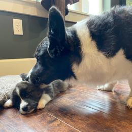 Cardigan Welsh Corgi Puppies from Kanicula Cardigan Welsh Corgis