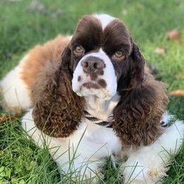 Brady - Cocker Spaniel