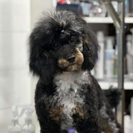 Marble - Poodle