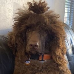 Gwen  - Poodle