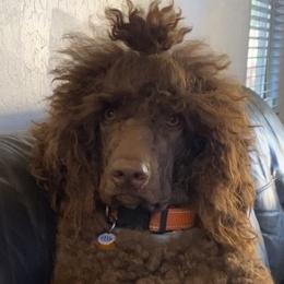 Gwen  - Poodle