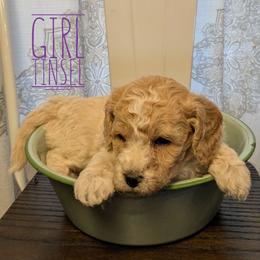Tinsel - Parti female Goldendoodle puppy in Cambridge, Minnesota from Country Meadow Doodles