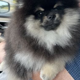 Pomeranian Puppies from Glitzypoms