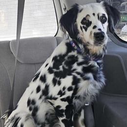 Rose - White black and tan female Dalmatian puppy in Conrath, Wisconsin from JSF Dalmatians LLC