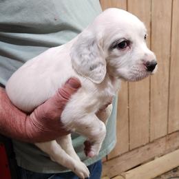 Boy 3 - White male Llewellin Setter puppy in North Dinwiddie, Virginia from Pups Furever