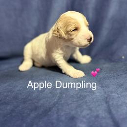 Apple Dumpling - Parti female Goldendoodle puppy in Repton, Alabama from Hopkins Doodle Pups