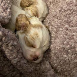 Cocker Spaniel Puppies from Lady K Cocker Spaniels