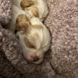 Cocker Spaniel Puppies from Lady K Cocker Spaniels
