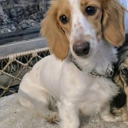 Leggy - Dachshund