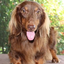 Moose - Dachshund