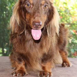 Moose - Dachshund