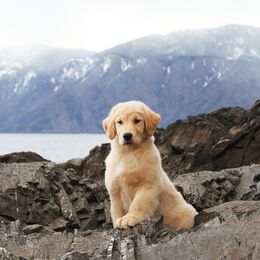 Golden Retriever Puppies from DoubleTake Goldens