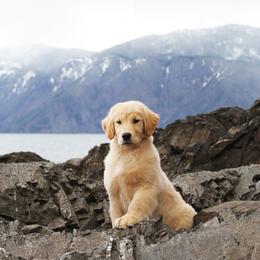 Golden Retriever Puppies from DoubleTake Goldens