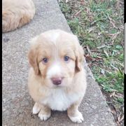 Bordoodle Puppies from Alabama Top Doodles
