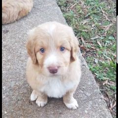 Bordoodle Puppies from Alabama Top Doodles