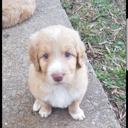 Bordoodle Puppies from Alabama Top Doodles