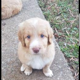 Bordoodle Puppies from Alabama Top Doodles
