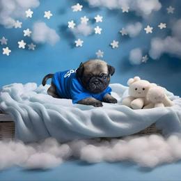 Pug Puppies from Precious Paws