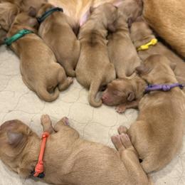 Dark Green Collar - Dark golden male Golden Retriever puppy in Turtlepoint, Pennsylvania from Allegheny River Retrievers